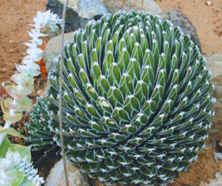 Agave Victoriae Reginae