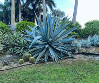 Tenha cuidado ao manusear as agaves, pois suas folhas podem ter espinhos.