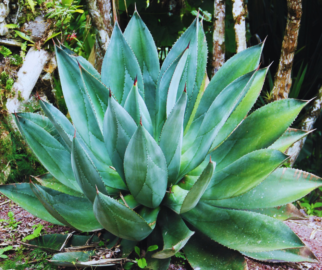 Simplesmente agave
