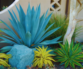 Agave