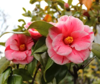 Camélia bicolor