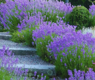 Lavanda na Decoração de Jardins