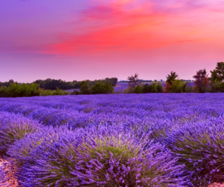 Natureza com Lavanda