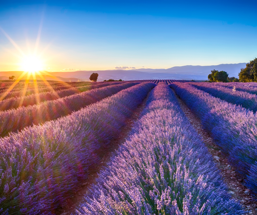 Plantação de Lavanda