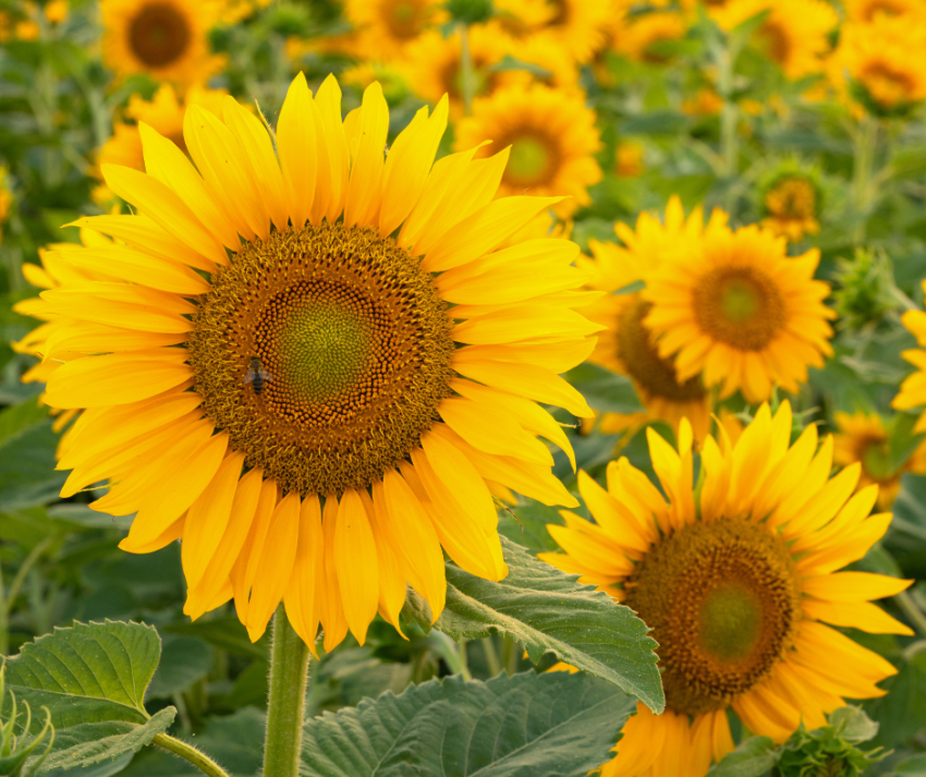 O Girassol não é apenas uma flor linda e gigante