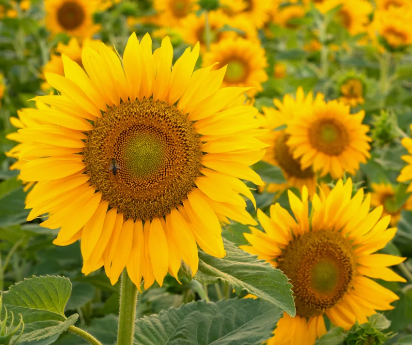O Girassol não é apenas uma flor linda e gigante