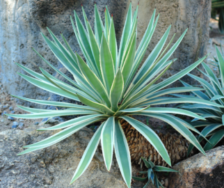 Agave no jardim