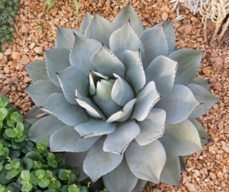 Plantas para decorar