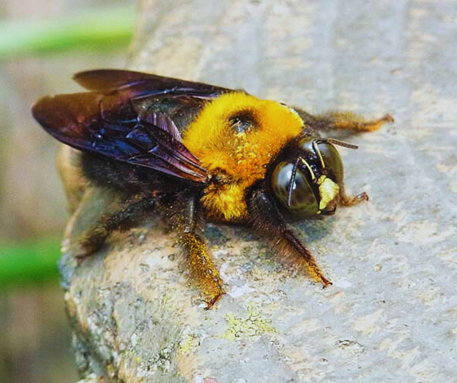 Os kumabachi constroem seus ninhos em uma variedade de locais, incluindo buracos no solo