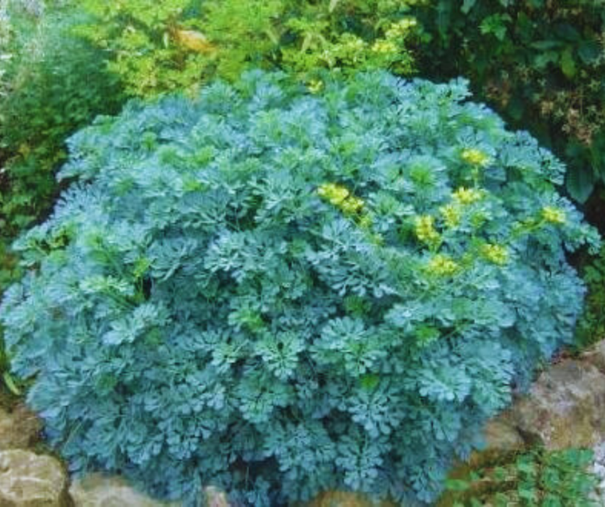 Arruda