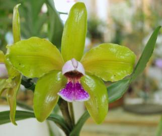 Cattleyas, encantadora