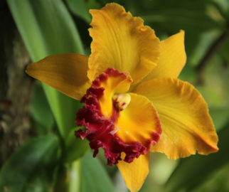 Cattleya são plantas epífitas