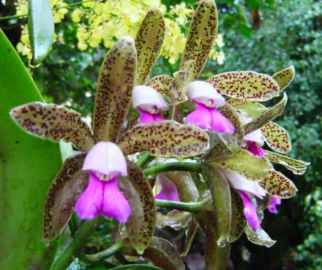 Cattleyas