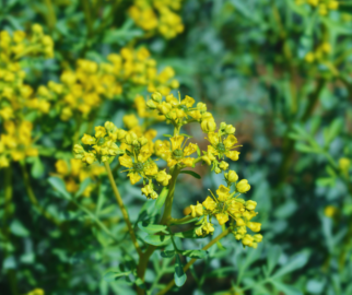 Flores de Arruda