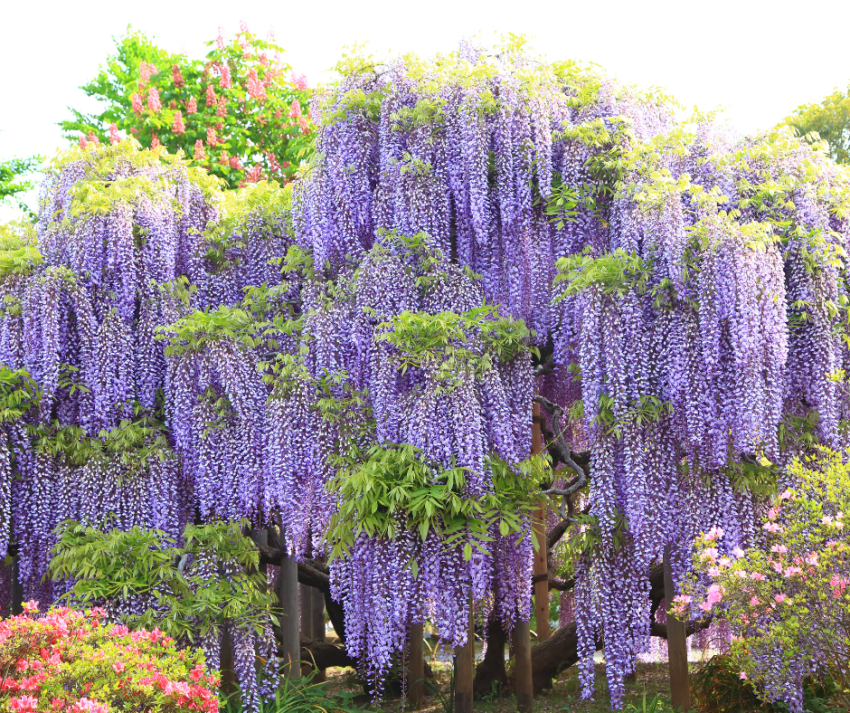 Glicínias, verdadeiras poesias em forma de flor
