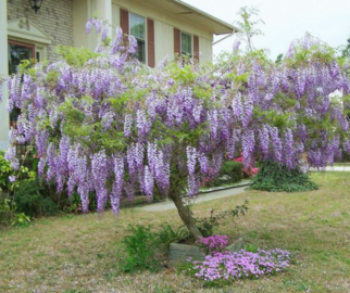 As glicínias desdobram-se em uma cascata de pétalas lilases, azuis ou brancas