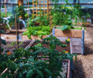 MidoriEcologia Como Montar um Jardim Sustentável em Casa