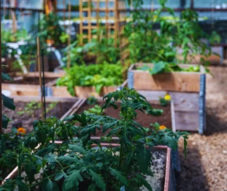 MidoriEcologia Como Montar um Jardim Sustentável em Casa