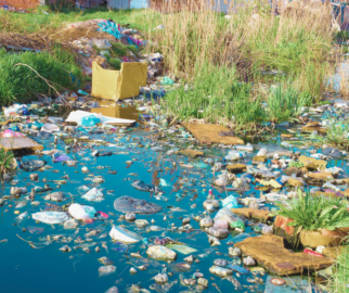 MidoriEcologia Impactos da Poluição