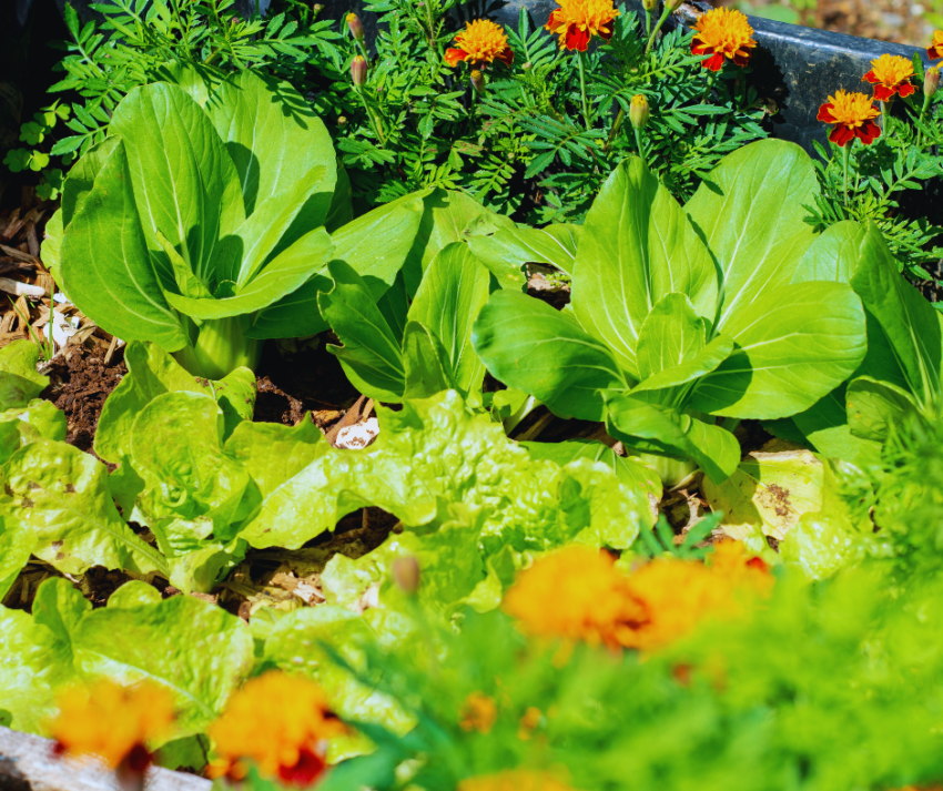 Como Montar um Jardim Sustentável em Casa