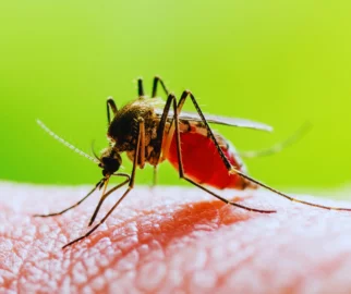 Pernilongo, a fêmea coletando sangue para os ovos
