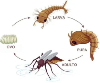 Ciclo de vida do pernilongo
