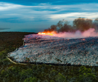 MidoriEcologia desmatamento e queimadas