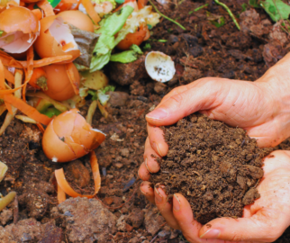 MidoriEcologia restos de alimentos para compostagem