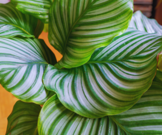 Marantas ou Calathea Orbifolia
