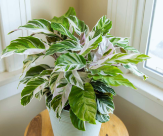 Marantas ou Calathea fusion white