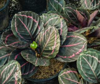 Marantas ou Calathea roseopicta 'Little Princess'