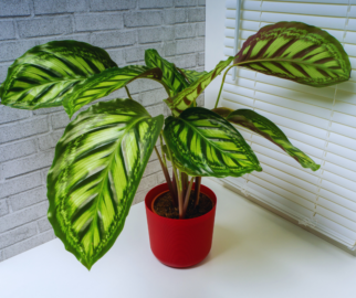 Marantas ou Simplesmente Calathea