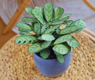 Marantas Burle Marx ou Calathea burle-marxii