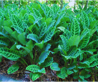 Marantas Zebrina ou Calathea zebrina