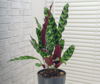 Maranta-cascavél ou Calathea lancifolia