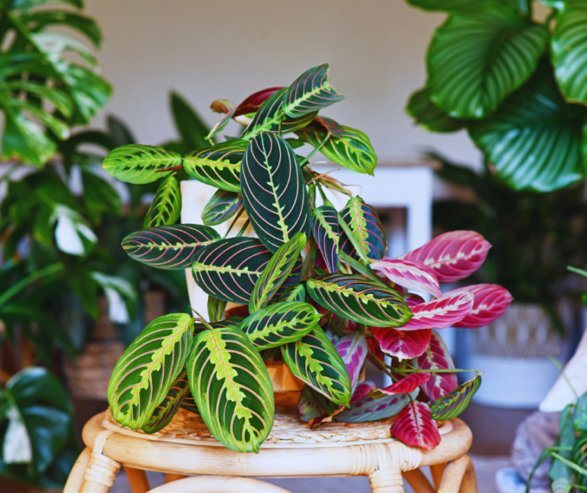 Marantas leuconeura