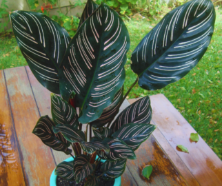 Maranta-riscada ou Calathea-ornata sanderiana