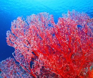 Biodiversidade: Os recifes de corais são frequentemente chamados de "florestas tropicais do mar" devido à sua incrível biodiversidade.