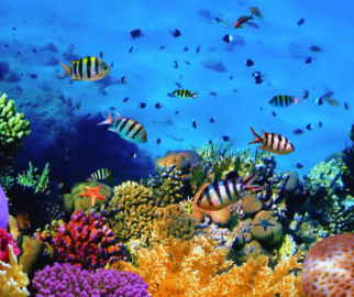 Pesca Destrutiva: Práticas de pesca como o uso de explosivos, redes de arrasto e coleta de corais para a venda prejudicam seriamente os recifes, destruindo habitats inteiros e reduzindo a biodiversidade.