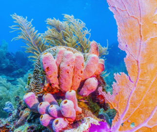 Biodiversidade: Os recifes de corais são frequentemente chamados de "florestas tropicais do mar" devido à sua incrível biodiversidade.
