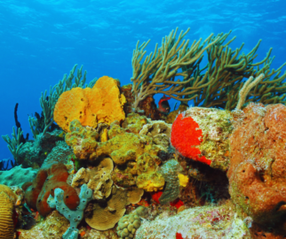 Aquecimento Global: O aumento da temperatura dos oceanos causa o branqueamento, um fenômeno em que os corais expulsam as algas simbióticas que vivem em seus tecidos, perdendo sua cor e fonte de nutrição principal.