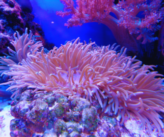 Corais, A Importância para o Ecossistema Marinho. Os cora... Corais, A Importância para o Ecossistema Marinho. Os corais são organismos marinhos extraordinários que desempenham um papel fundamental na saúde dos oceanos...
