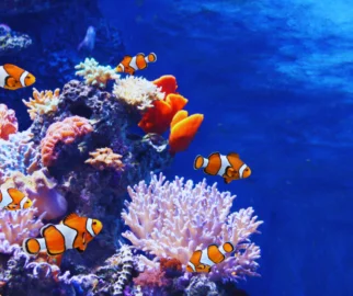 Corais, os encantos do mar.