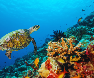 Pesca Destrutiva: Práticas de pesca como o uso de explosivos, redes de arrasto e coleta de corais para a venda prejudicam seriamente os recifes, destruindo habitats inteiros e reduzindo a biodiversidade.