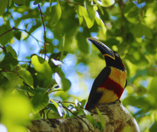 Pteroglossus: Inclui os araçaris, que são tucanos menores.