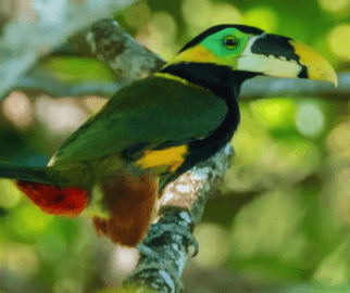Selenidera: Pequenos tucanos de florestas tropicais da América do Sul.