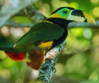 Selenidera: Pequenos tucanos de florestas tropicais da América do Sul.