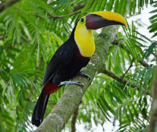 Tucano-de-peito-amarelo (Ramphastos sulfuratus)
