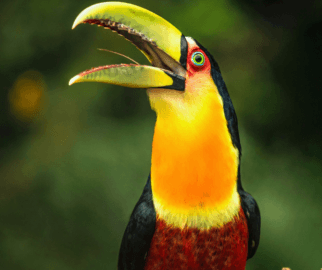 Tucano-do-bico-verde e seu bico serrilhado