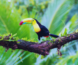 Tucano-do-bico-verde na floresta